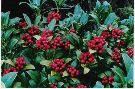 Skimmia japonica Rogersii